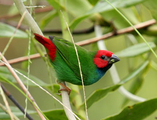 Fiji parrotfinch